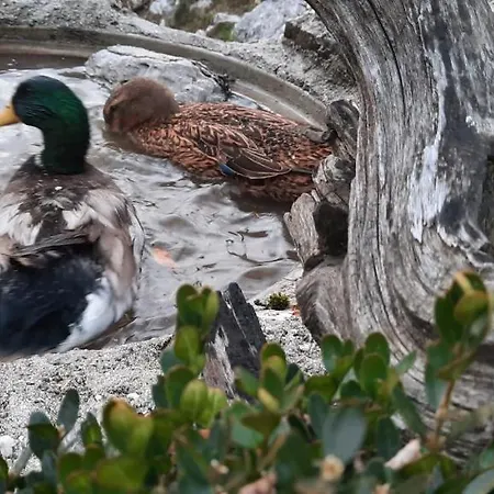 Vakantieboerderij Jelenov Breg Pod Matajurem Kobarid