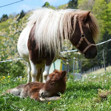 Jelenov Breg Pod Matajurem 农家乐