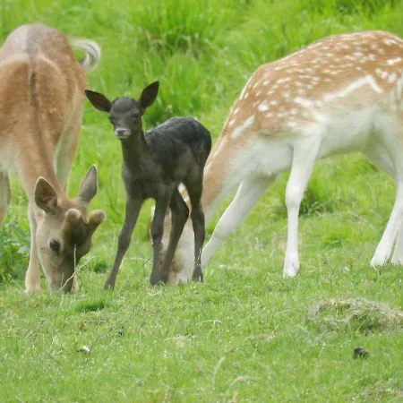Jelenov Breg Pod Matajurem * 科巴里德