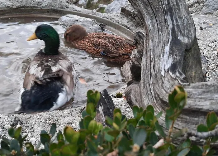 בית חווה Jelenov Breg Pod Matajurem קובאריד