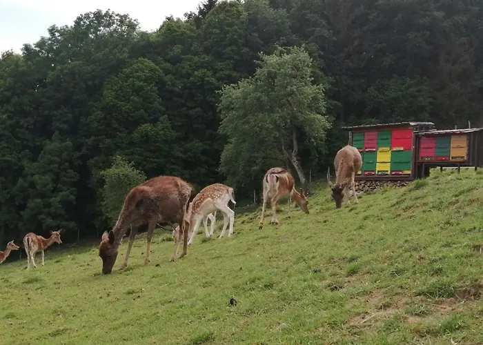Фермерский дом Jelenov Breg Pod Matajurem