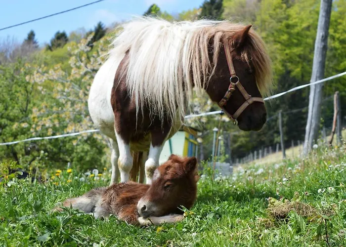 Jelenov Breg Pod Matajurem Фермерский дом