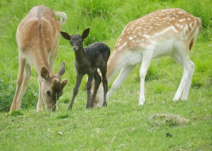 Jelenov Breg Pod Matajurem * Кобарид